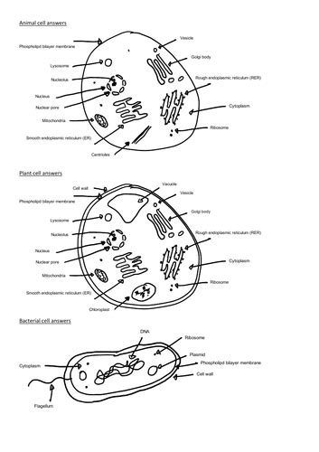 Biology Cell Organelle Labels A Level Teaching Resources