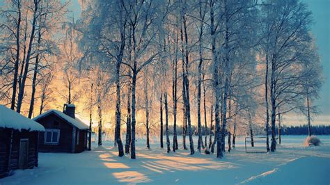 Snow Covered Trees House Sunlight Background Under Blue Sky Hd Winter
