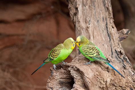 Where Do Parakeets Come From Introduction To Parakeets Parakeets