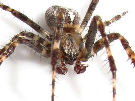 Bugblog Male Garden Spider