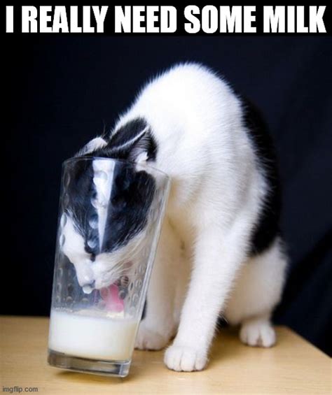 Cat With Milk On Face Meme Wordblog