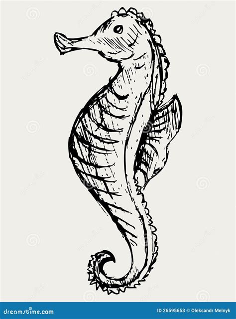 Seahorse Sketch Stock Photos Image 26595653