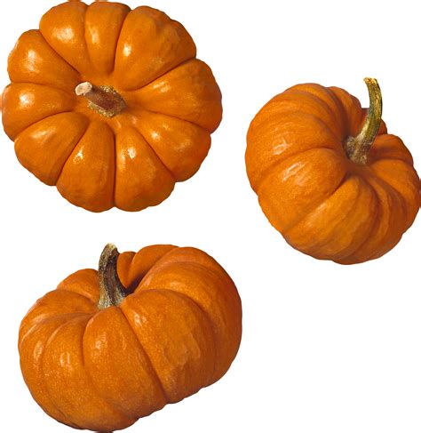 fall pumpkins png png image collection