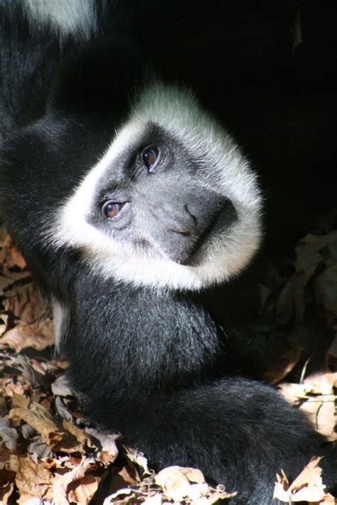 Black And White Colobus Monkey Binder Park Zoo