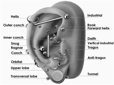 Typy Piercingu Podle Um St N Chilli Piercing Michaela Ervinkov