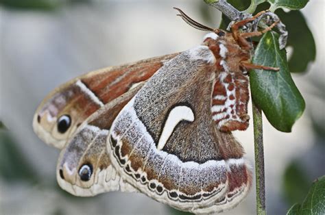 A Couple Of Cool Santa Barbara Moths