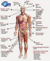 Check spelling or type a new query. Image result for gambar anatomi tubuh manusia lengkap ...