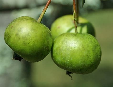 Green Crab Apple Tree