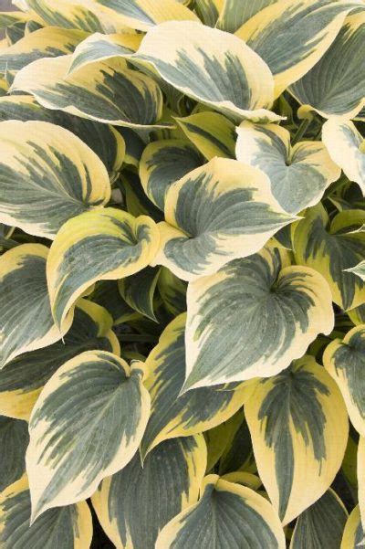 Hosta First Frost 1 Jerrys Landscape Nursery