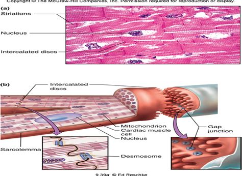 Conditions that affect this tissue can affect the heart's ability to pump blood around the body. Ch. 9 Topic List - Human Physiology Biol2213 with Hill at ...