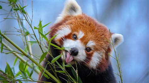 Download Wallpaper 3840x2160 Red Panda Tongue Protruding Cute Funny