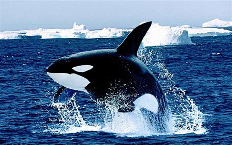 Animal Whale Iceberg Killer Whale Water Wildlife Hd Wallpaper