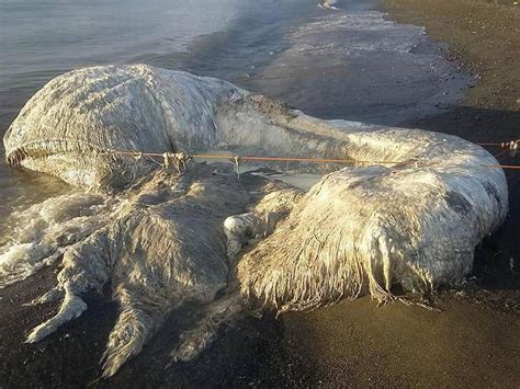 Unidentified Hairy Globster Washes Up On A Beach In The Philippines