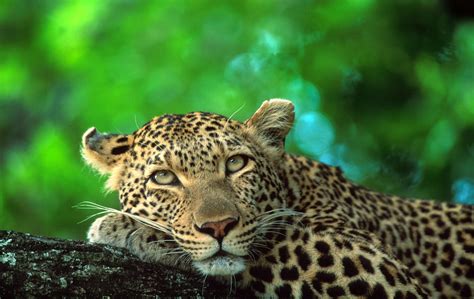 Where To See Leopards In South Africa