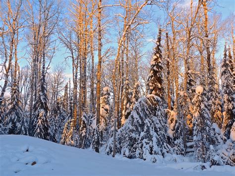 fotos gratis árbol naturaleza bosque al aire libre desierto rama montaña nieve frío