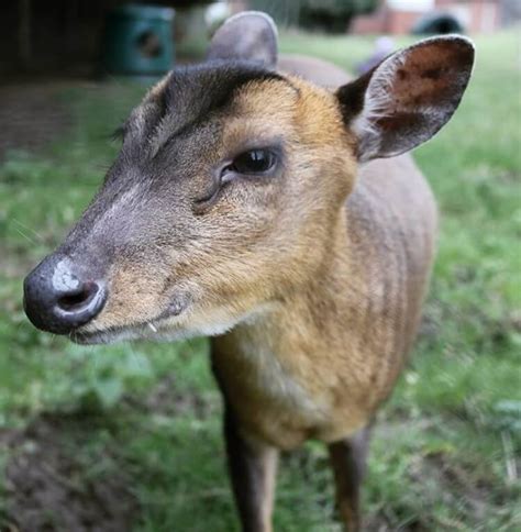 Muntjac deer information and care. 10 Legal Exotic Pets That Are Not Dangerous | PetPress
