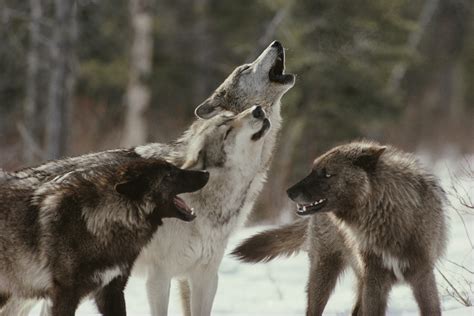 Gray Wolf Pack Howling