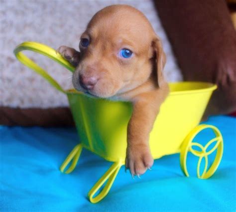 Maybe you would like to learn more about one of these? Muddy River Dachshunds puppies for sale San Antonio and Houston Tx area | Dachshund puppies ...