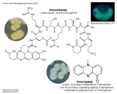 Pyoverdine Alchetron The Free Social Encyclopedia