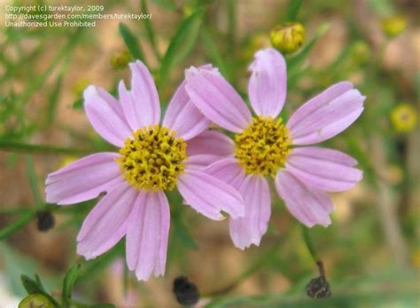 Plantfiles Pictures Coreopsis Species Pink Tickseed Rose Coreopsis