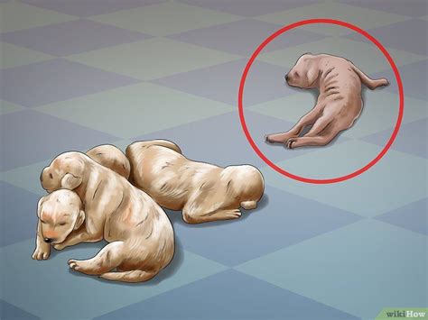 How To Help Your Dog After Giving Birth With Pictures Wikihow