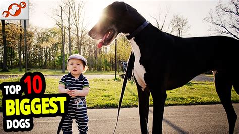 ? Biggest Dogs - TOP 10 Biggest Dog Breeds In The World 