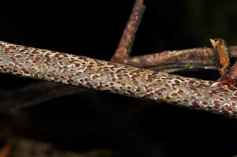 Oleandra Neriiformis Oleandraceae