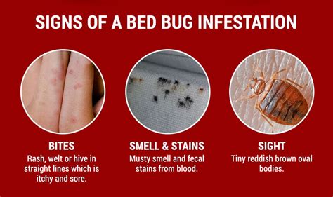 Signs Of A Bed Bug Infestation How To Identify Bed Bugs In Home My