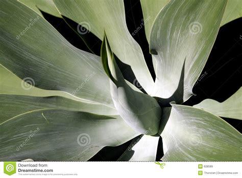 Soft Leaf Tropical Plant Stock Image Image Of Star Long