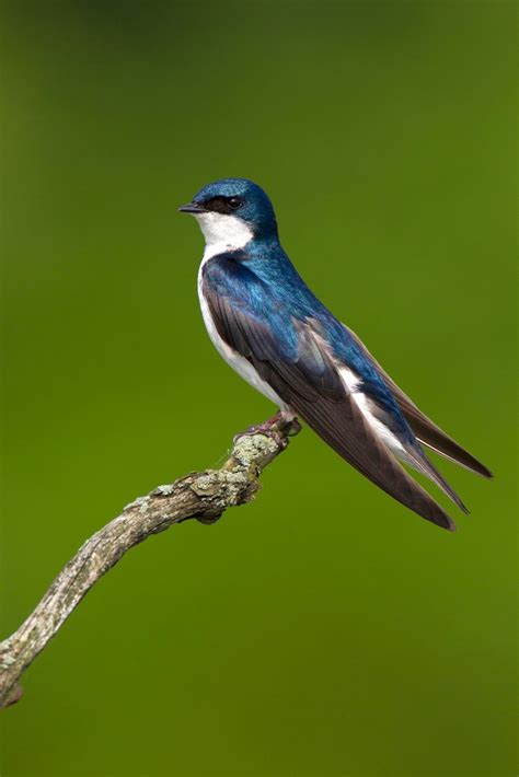 8 Swallow Bird Types You Should Know Birds And Blooms