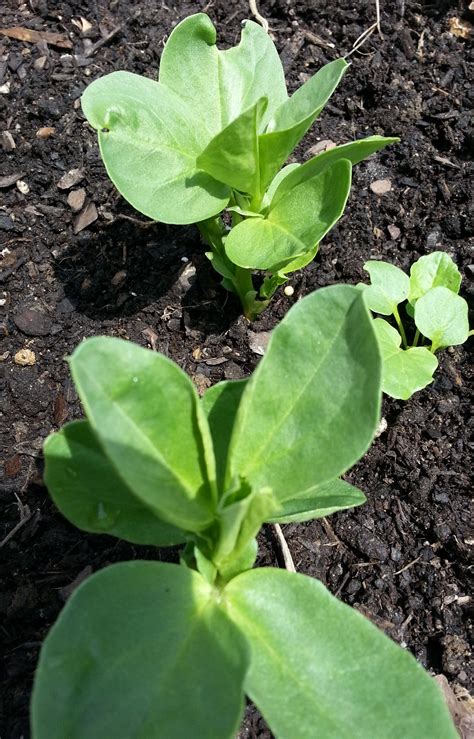 Sow And Grow Fava Beans Crazy For Gardening