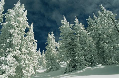 Snow Covered Evergreen Trees Photograph By Kate Thompson