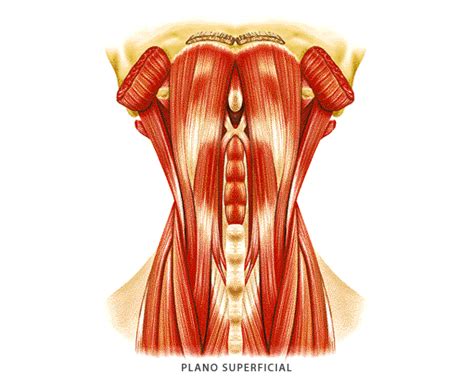 Láminas Interactivas Sistema Muscular Músculos Del Cuello 3