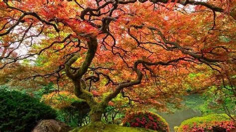 10 Of The Most Magnificent Trees In The World