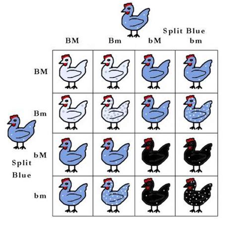 Using a punnett square properly will enable you to figure out potential offspring for any possible morphs that are genetically homozygous will always produce offspring that are morphs, which is why they the punnett square is an extremely useful tool for understanding odds and probabilities for. Punnett Square