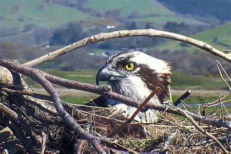 Watch Its Great To Be Back Home Mid Wales Osprey Lays First Egg Of Summer Shropshire Star