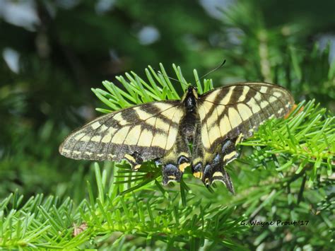 Canadian Tiger Swallowtail Papilio Canadensis Photograph Flickr
