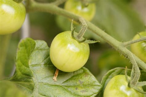 Turn Your Tomato Garden Upside Down Espoma