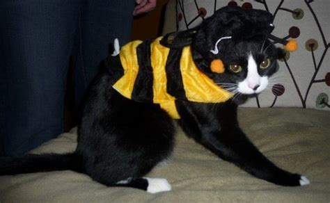 A Gallery Of Cats Wearing Bee Costumes