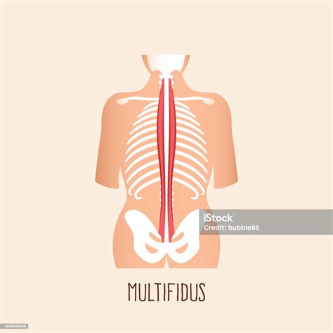 Multifidus Muscle Stock Illustration Download Image Now Anatomy