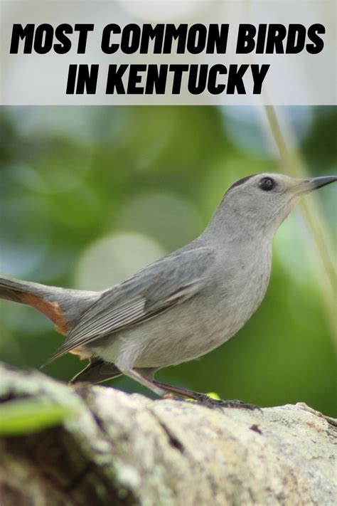 13 Common Birds In Kentucky With Pictures