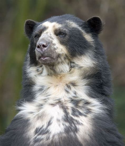 Spectacled Bear Critterfacts