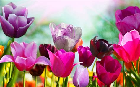 Orchids, tulips, dandelions, daisies, violets, roses are the flowers for every taste. Google Wallpaper and Screensavers Spring - WallpaperSafari