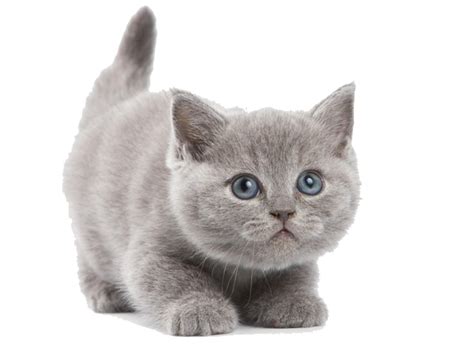 British Shorthair Abyssinian Kitten Wallpaper Cute Gray Kitten Png