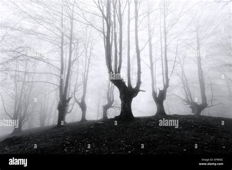 Spooky Forest With Scary Trees In Black And White Stock Photo Alamy