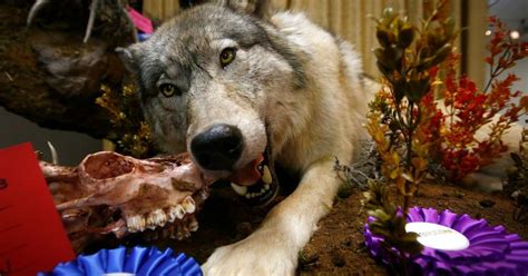 Photos Montana Taxidermists Association Holds Annual Convention In