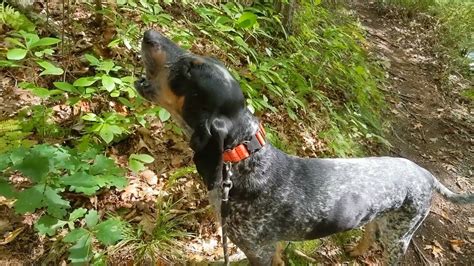 Coonhound Howling On A Trail Youtube