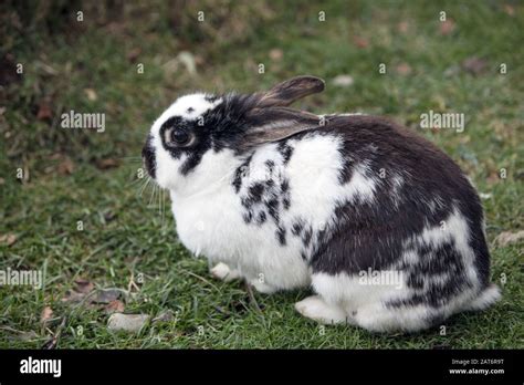 Rabbit Iceland Hi Res Stock Photography And Images Alamy
