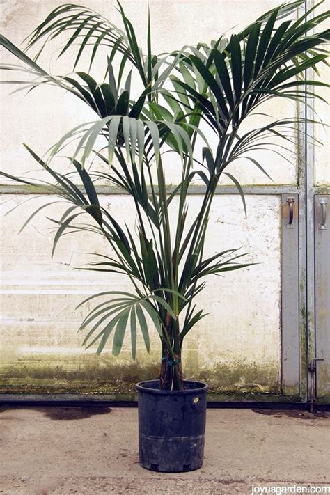 Kentia Palm An Elegant Low Light Plant Joy Us Garden Plants