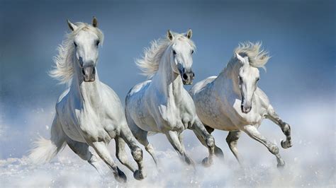 Photo Horses Run White Three 3 Animal 2560x1440